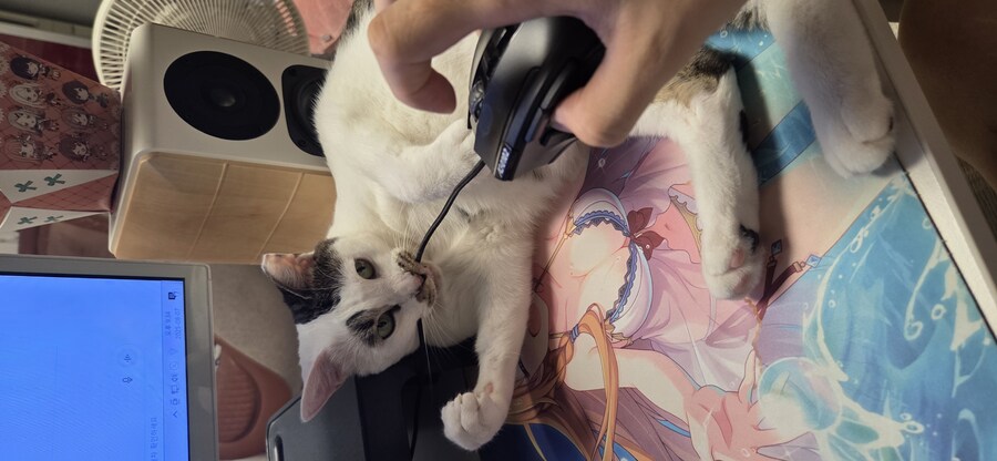 우리집 고양이 3년만에 5kg됨..._10.jpg