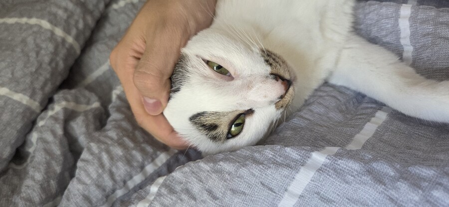 우리집 고양이 3년만에 5kg됨..._12.jpg
