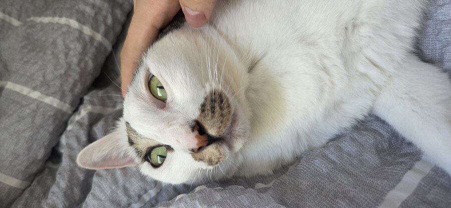 우리집 고양이 3년만에 5kg됨..._13.jpg