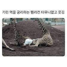 펠리컨적 사고방식_2.jpg