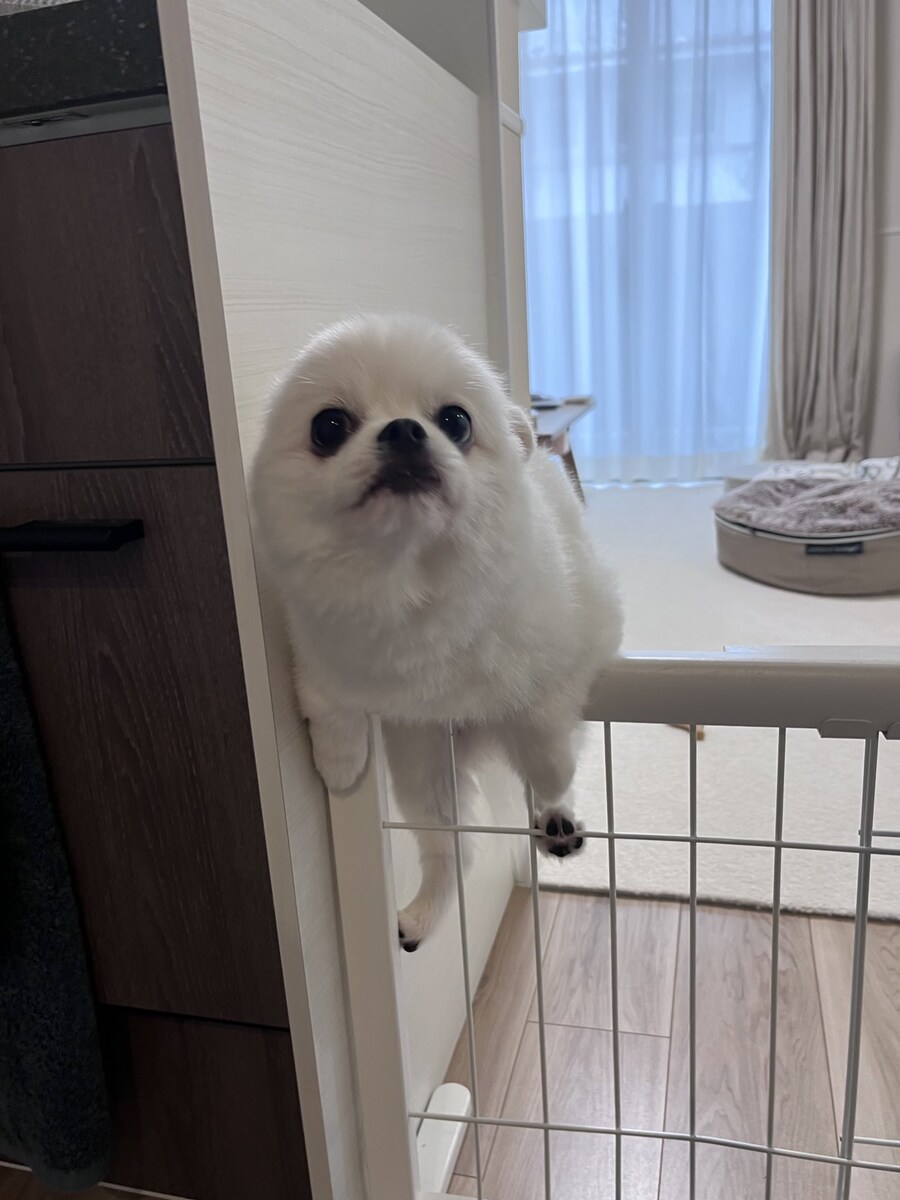 강아지용 철창이 왜 필요한거지?_1.jpg