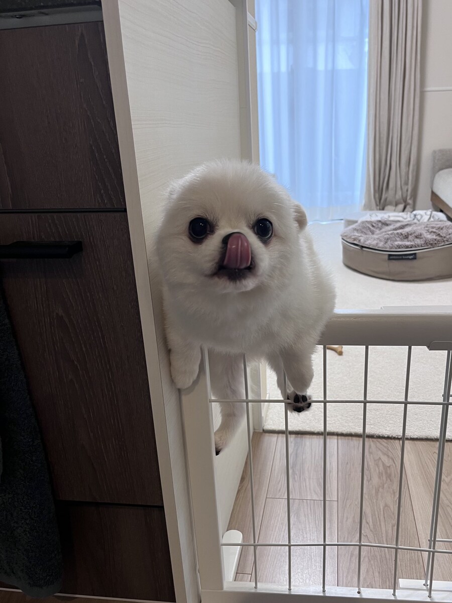 강아지용 철창이 왜 필요한거지?_2.jpg