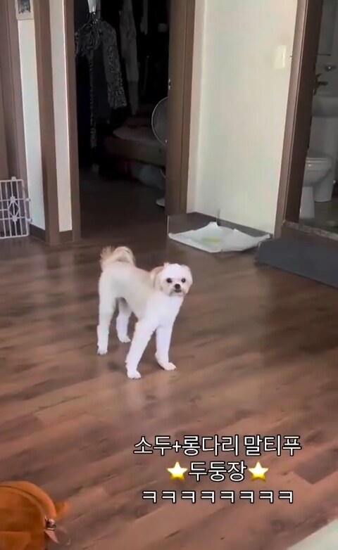 신기한 강아지의 신체 비율_1.png