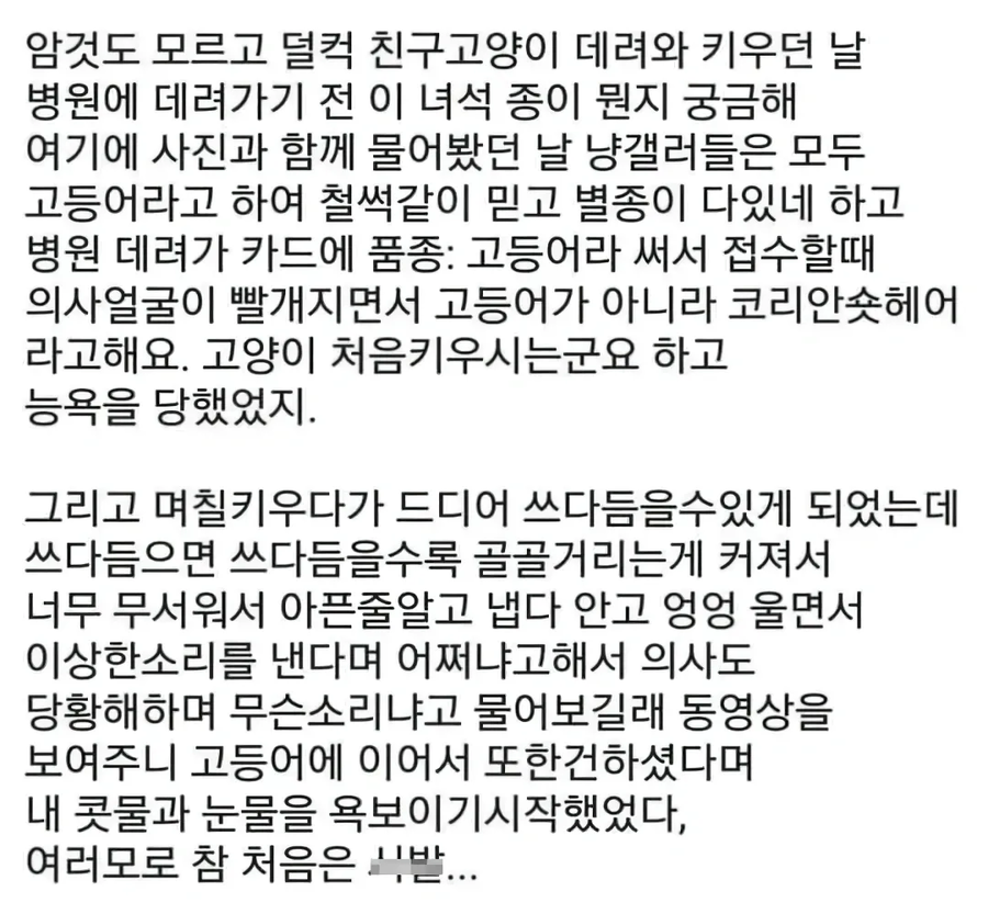 고양이를 처음 키우는 사람_2.webp