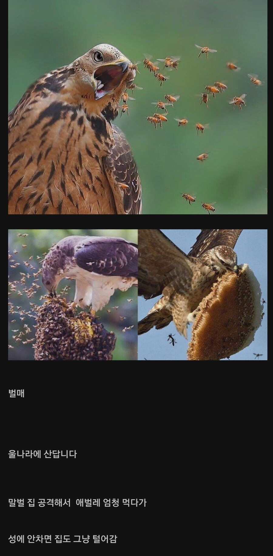 장수말벌 천적.jpg_1.jpg