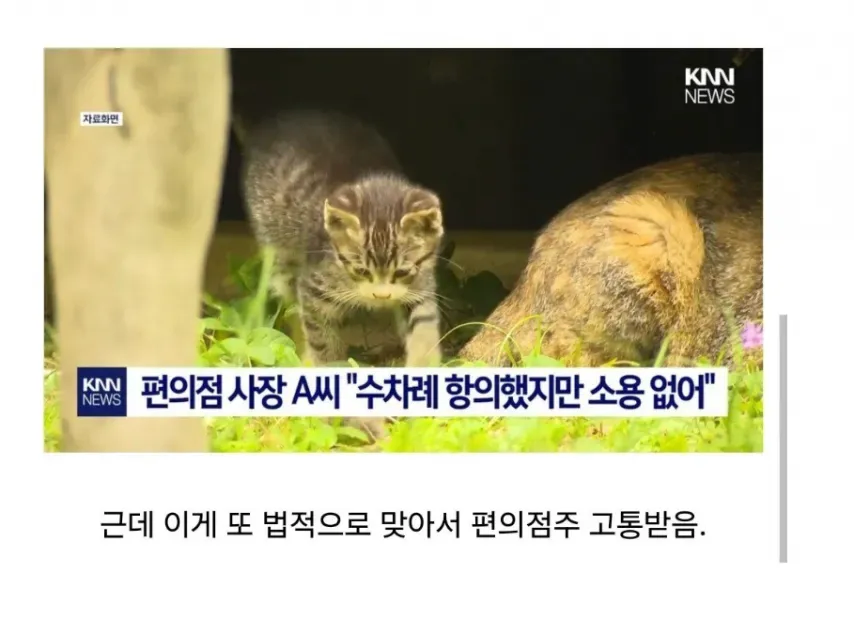 고양이 급식소에 대항하는 제일 유일한 방법은_2.webp
