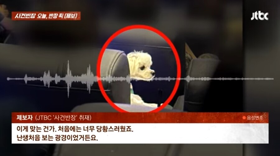 영화관에 말티즈 강아지 데리고 들어온 사람_1.jpg