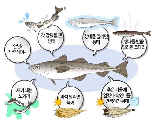 명태는 씨가 마를 수 밖에 없음_1.jpg