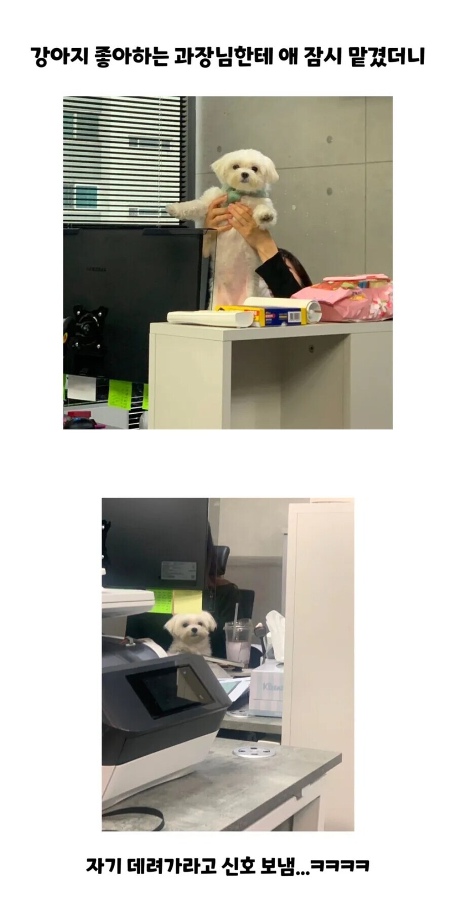 회사에 강아지를 데려온 결과.jpg_1.jpg