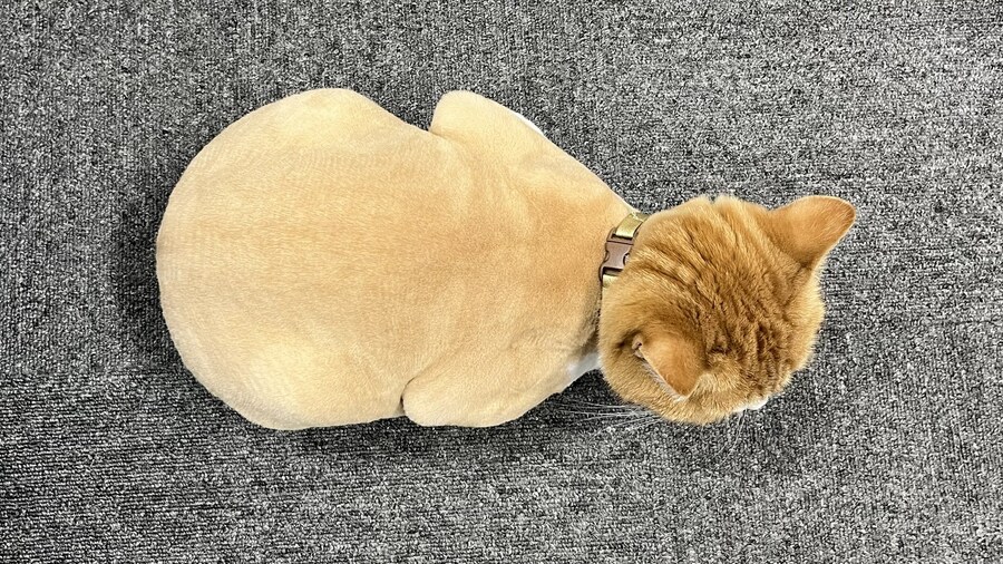 미용실 갔다 온 고양이.jpg_1.jpg
