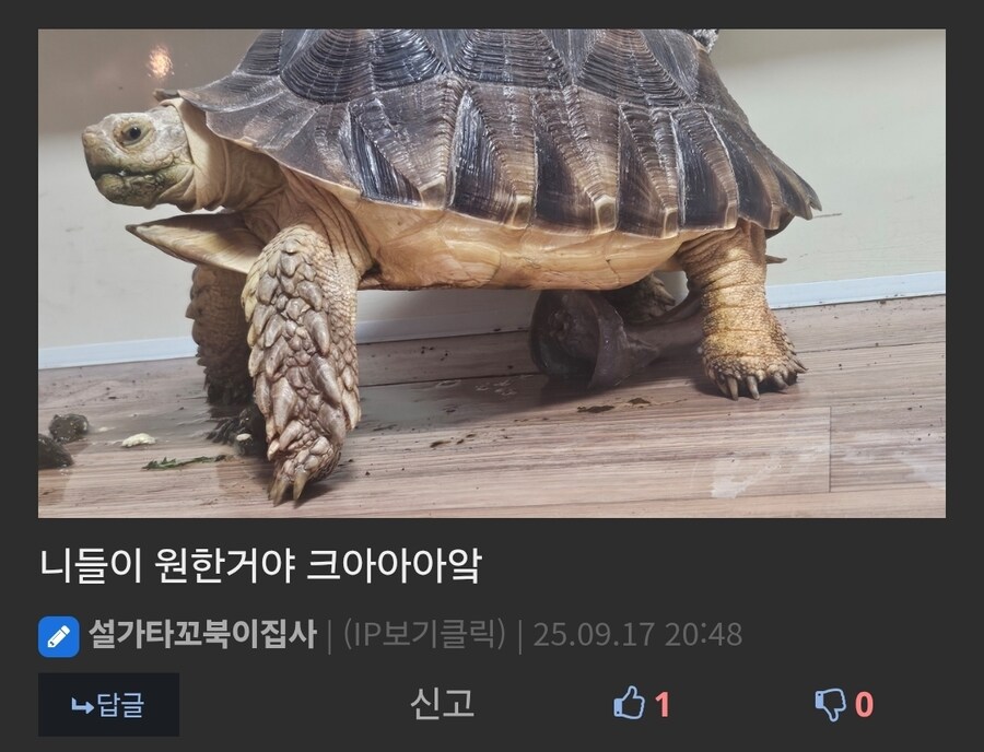 거북이 ㄲㅊ라네요 .jpg_1.jpg