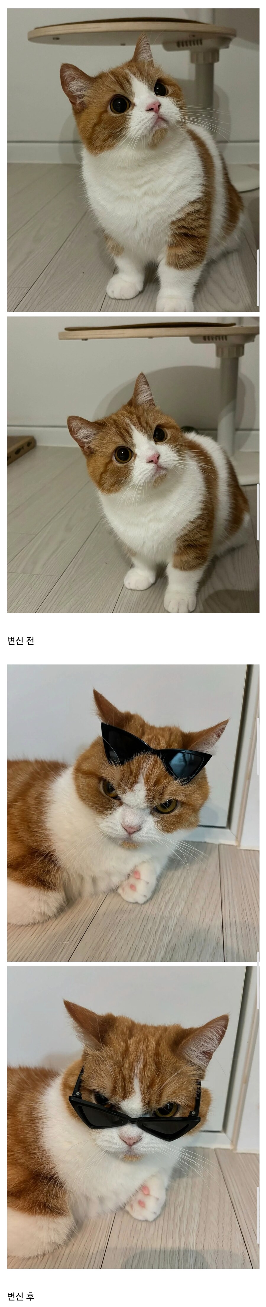 변신하는 고양이.jpg_1.jpg