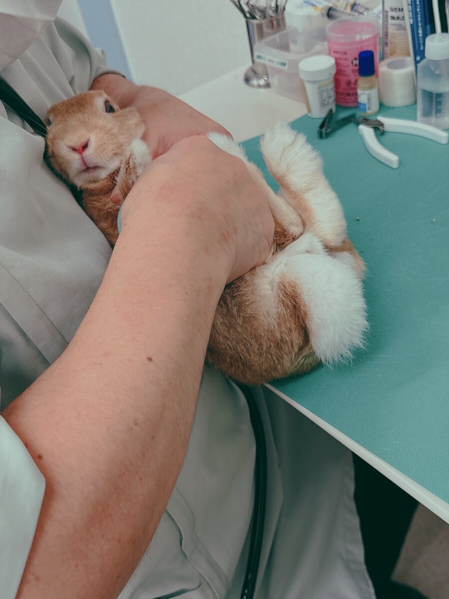 손톱다듬어지는 토끼특_3.jpg