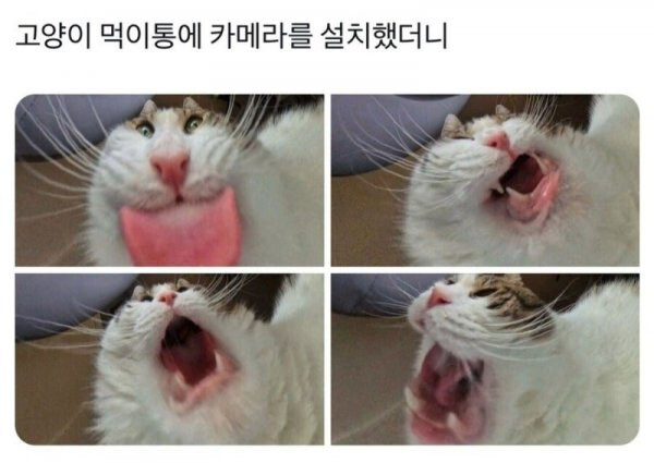 고양이 먹이통에 카메라를 설치했더니.jpg_1.jpg