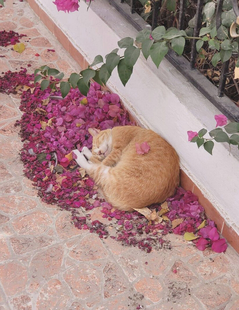 웅크려서 자는 고양이_2.jpg