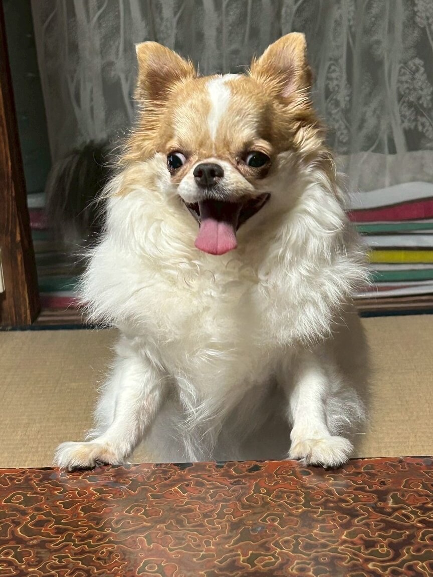표정이 되게 이상한 치와와.jpg_1.jpg
