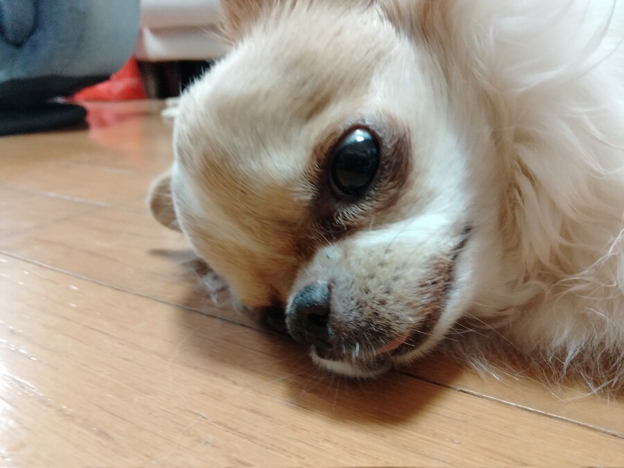 표정이 되게 이상한 치와와.jpg_3.jpg