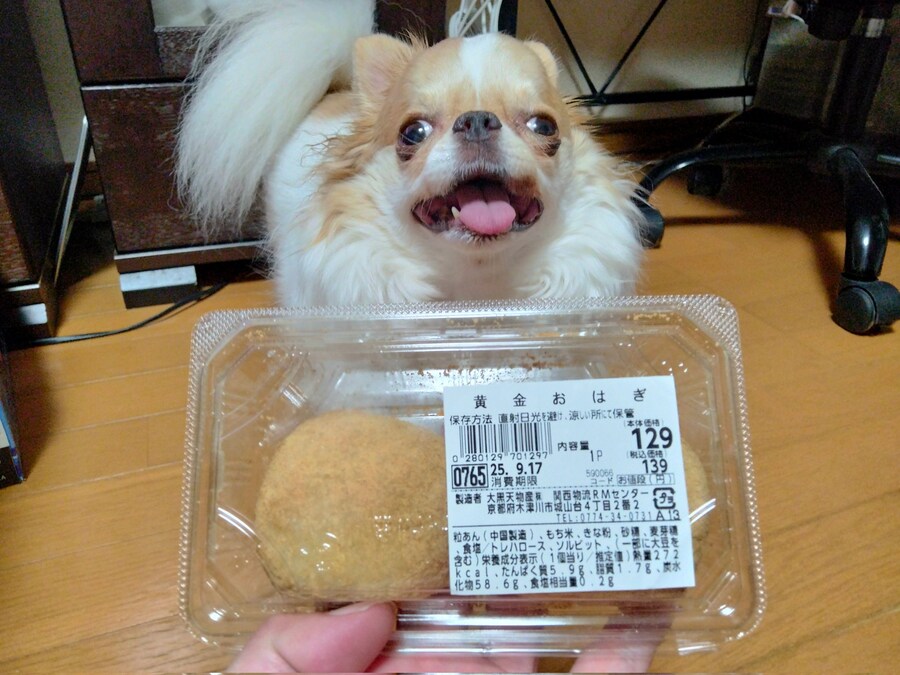 표정이 되게 이상한 치와와.jpg_4.jpg