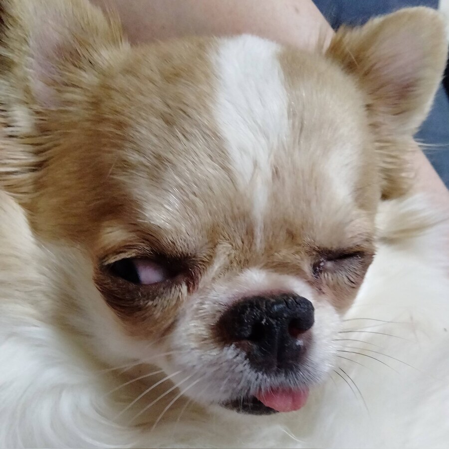 표정이 되게 이상한 치와와.jpg_6.jpg