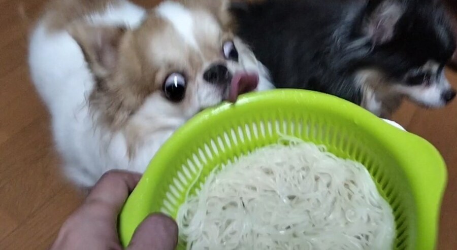 표정이 되게 이상한 치와와.jpg_7.jpg