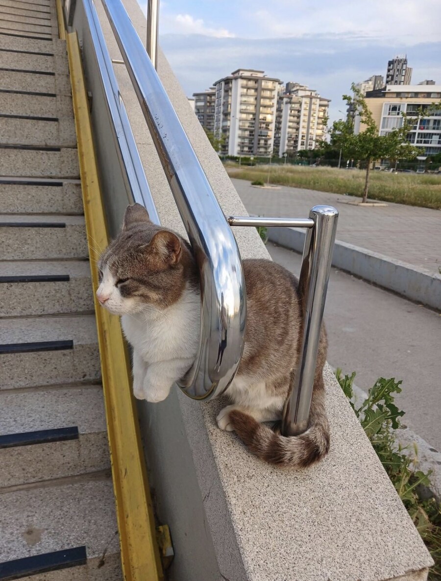 편안한 고양이.jpg_1.jpg