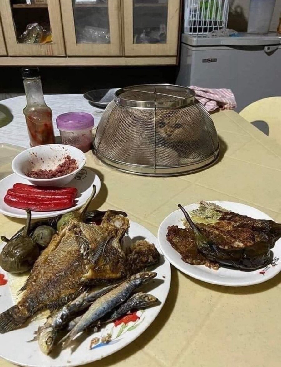 식사를 방해한 고양이의 최후.jpg_1.jpg