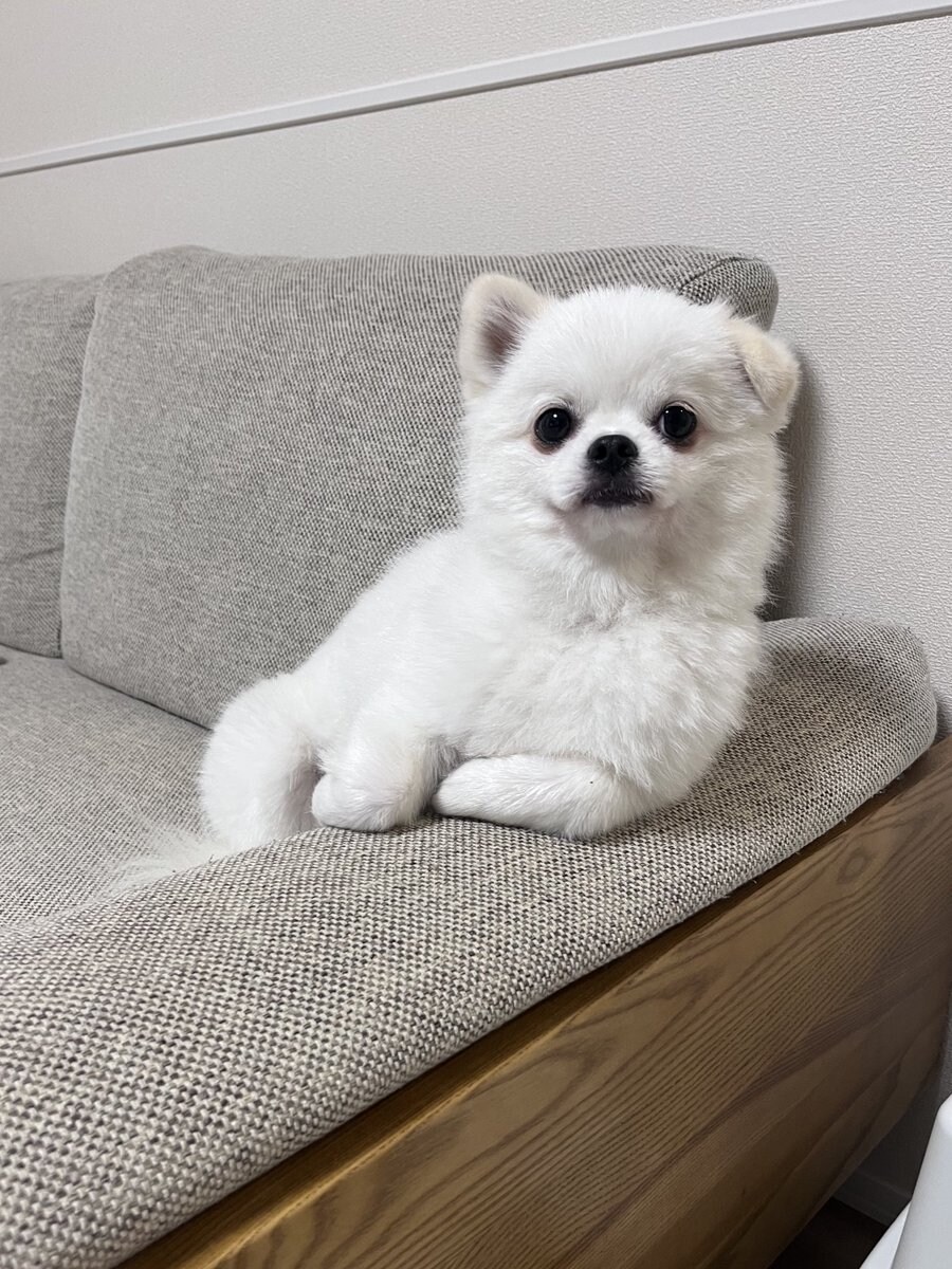 와 씨, 진짜 개 도도함 ㅋㅋㅋㅋ_3.jpg