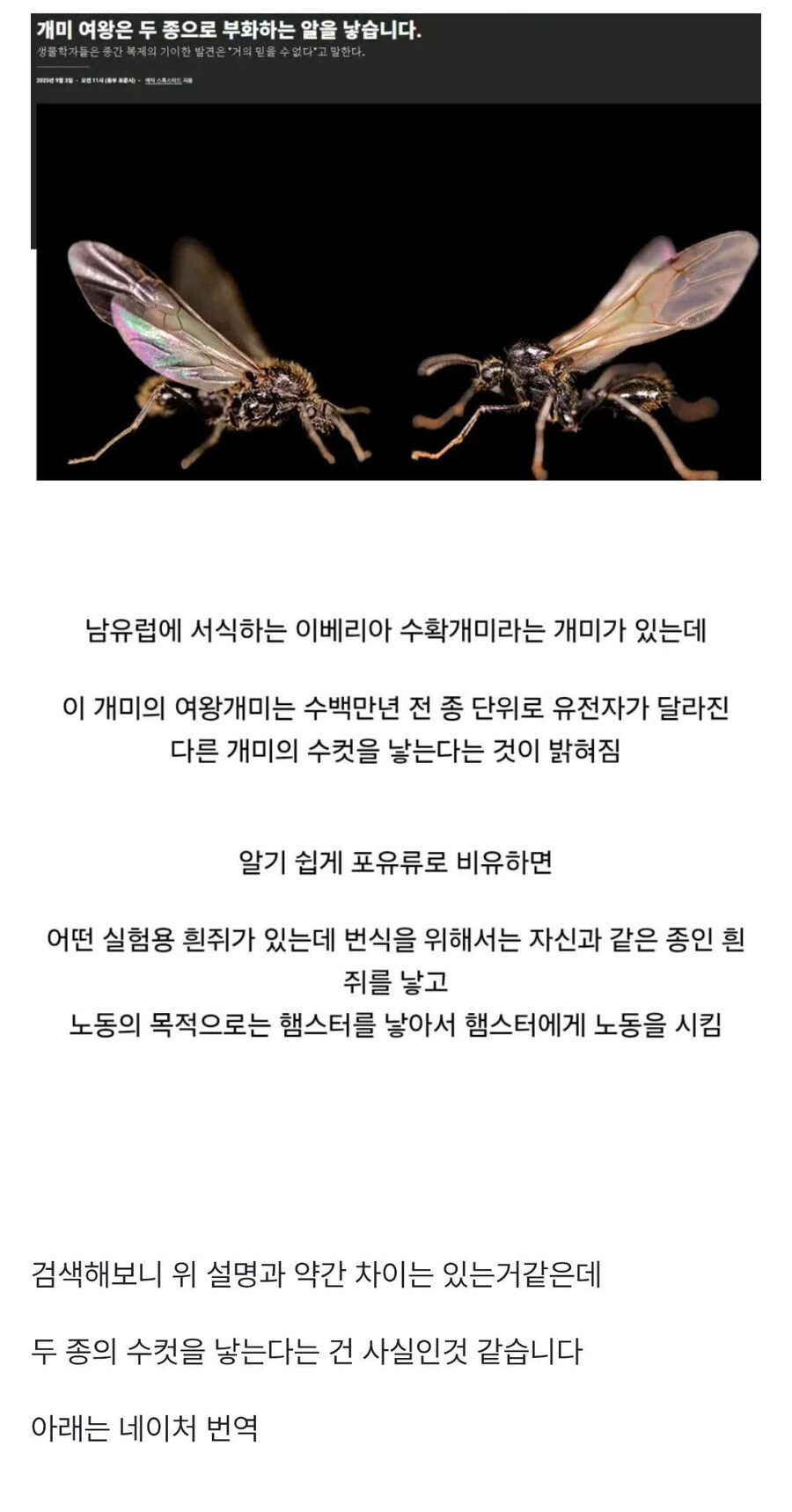 두 종(species)의 새끼를 낳는 개미_1.jpg