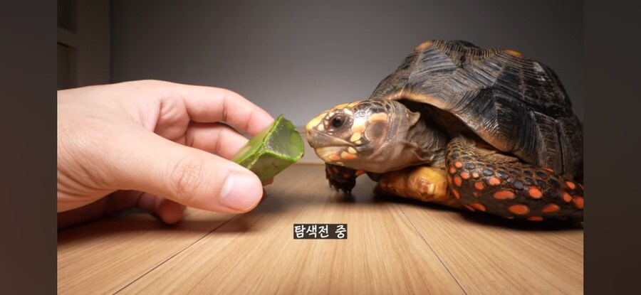 알로에를 첨 먹어본 꼬부기_1.jpg