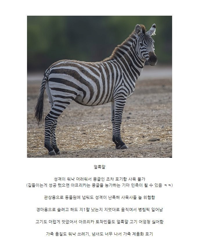 진짜 쓸데가 하나도없어서 멸종안한 동물...JPG_1.png