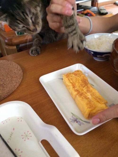 계란말이 쟁탈전.jpg_1.jpg