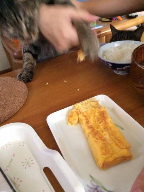 계란말이 쟁탈전.jpg_3.jpg
