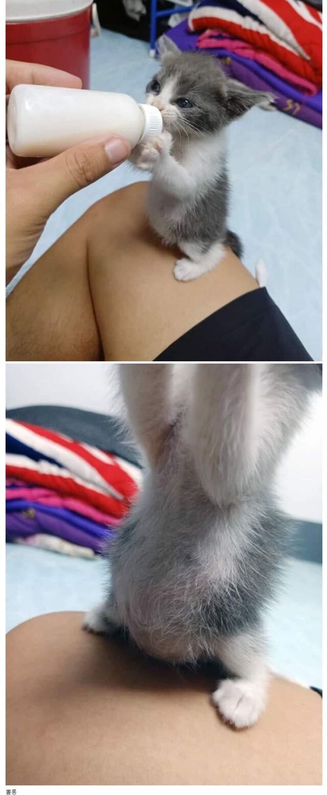 젖먹는 아기 고양이_1.jpg