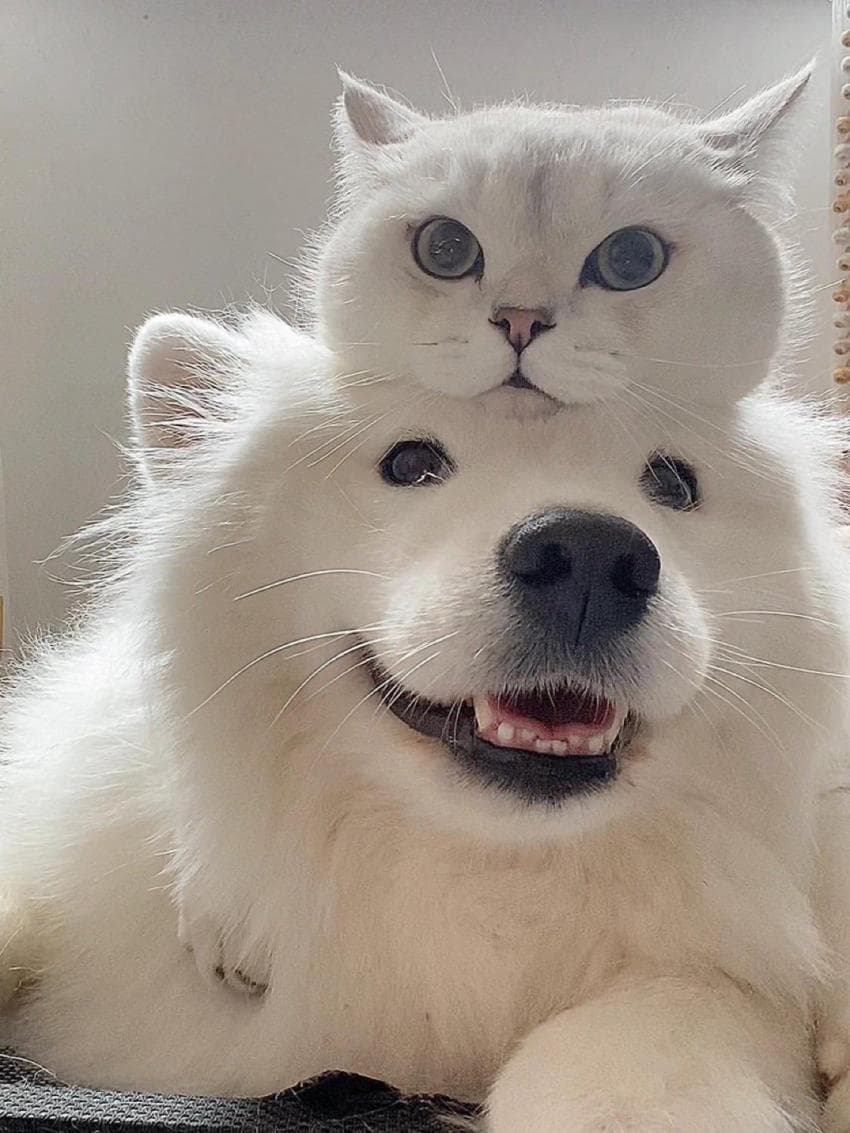 사이좋은 강아지와 고양이_1.jpg