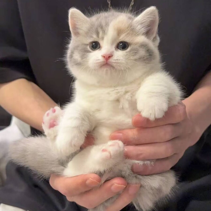 손 안의 보송보송한 어린 고양이_1.jpg