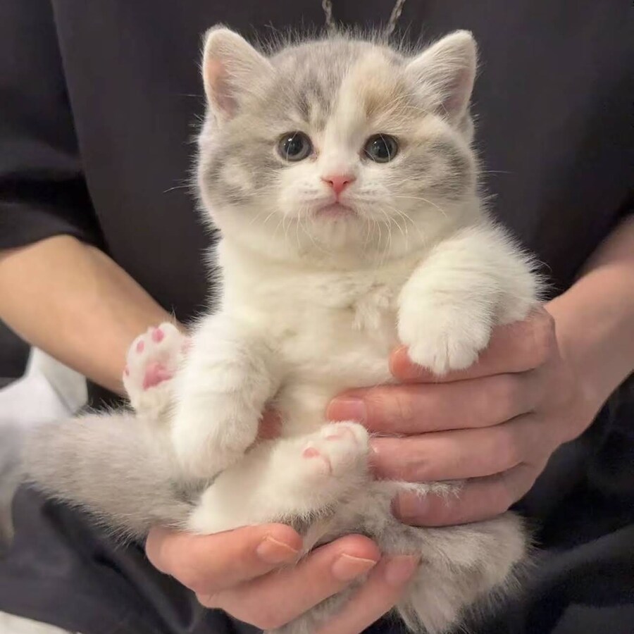 손 안의 보송보송한 어린 고양이_2.jpg