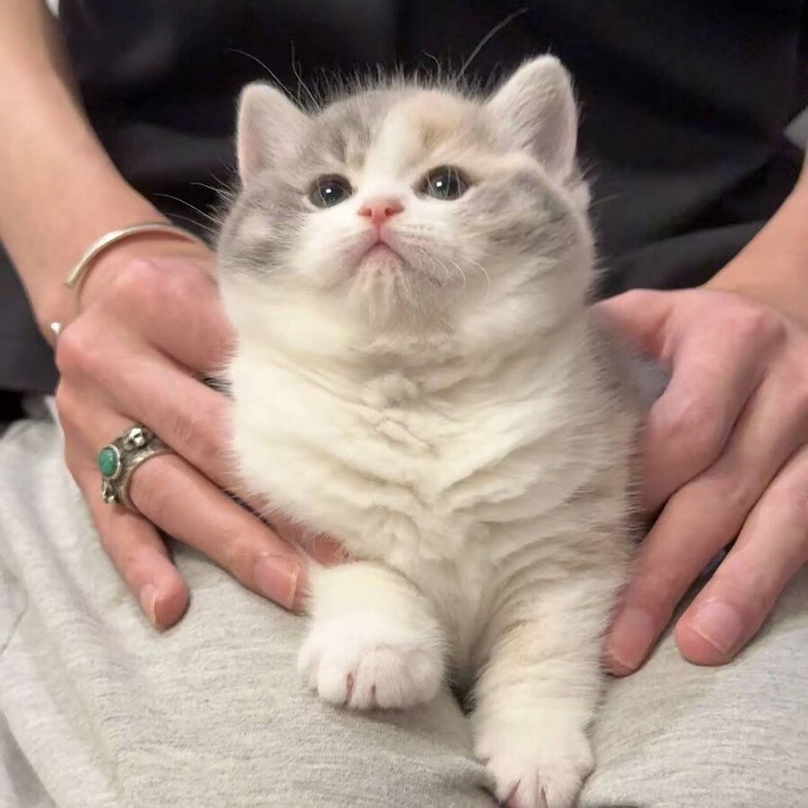 손 안의 보송보송한 어린 고양이_3.jpg