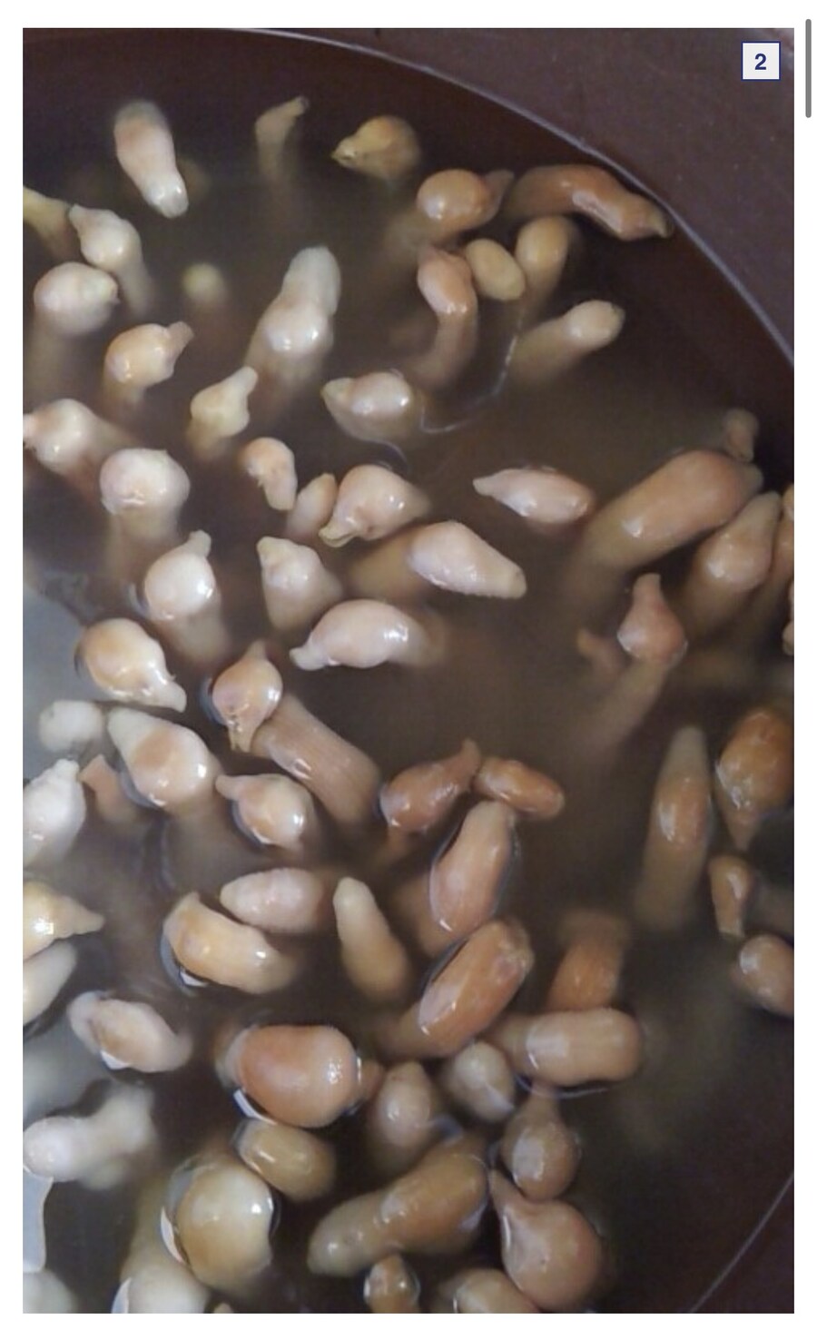 공포의 애완용 개불_2.jpg