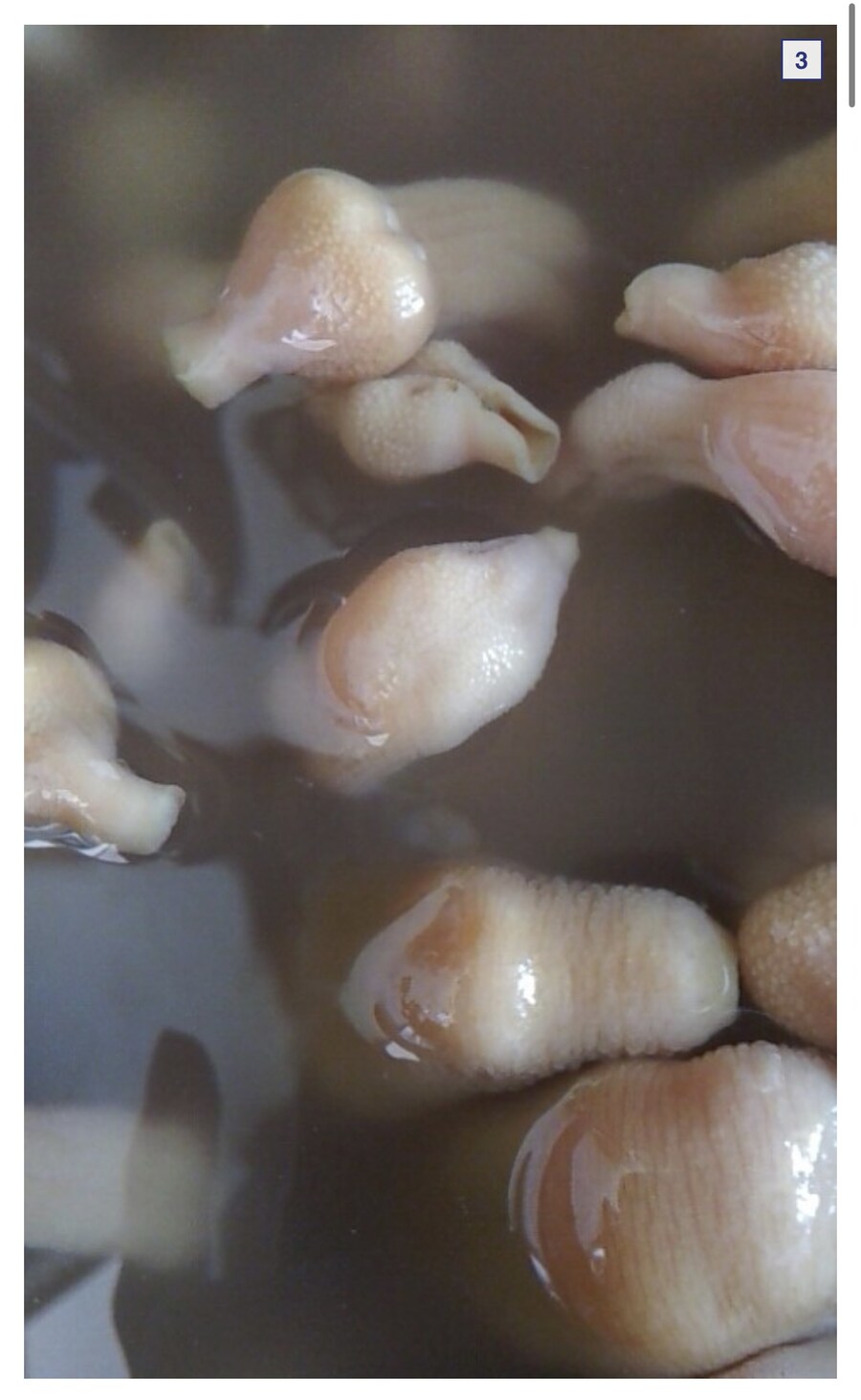 공포의 애완용 개불_3.jpg