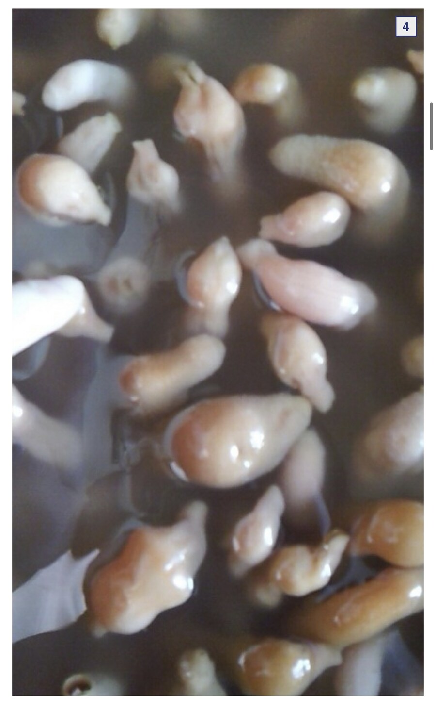 공포의 애완용 개불_4.jpg