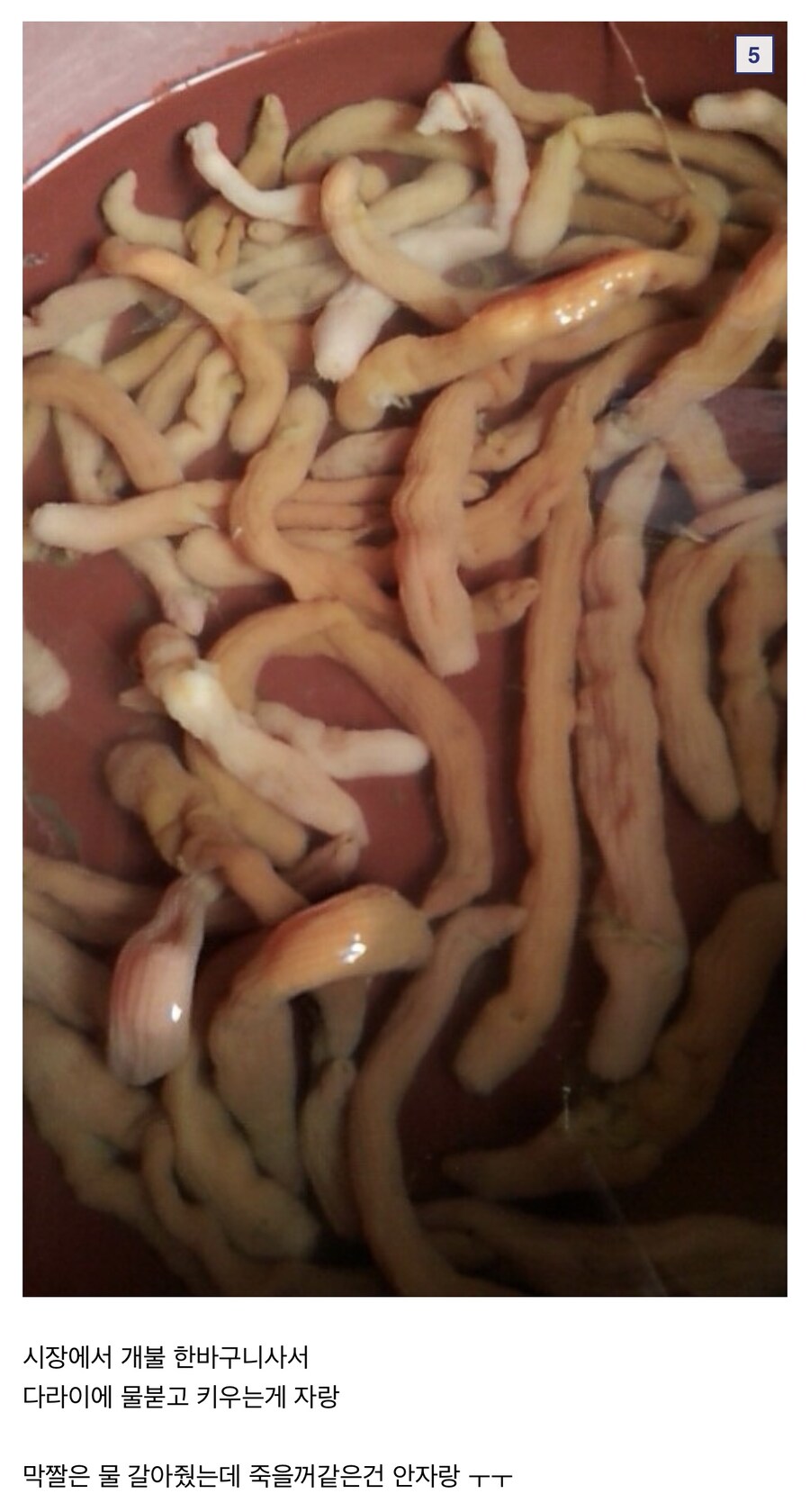 공포의 애완용 개불_5.jpg
