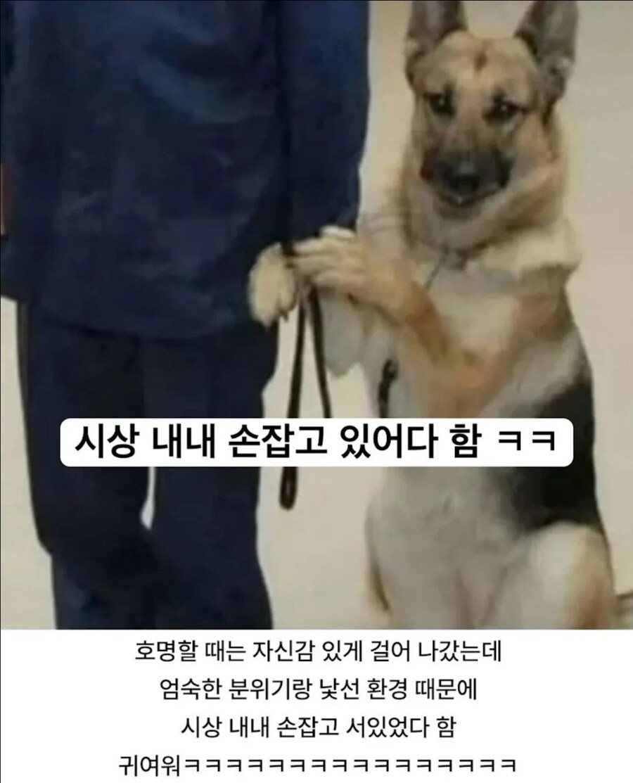 실종된 아이를 찾아 상을 받는 경찰견_2.jpg