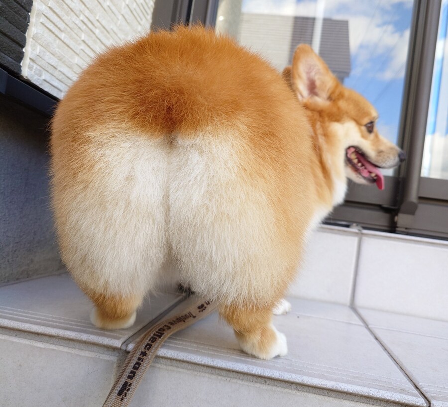 노릇노릇 잘 구워진 것.jpg_1.jpg