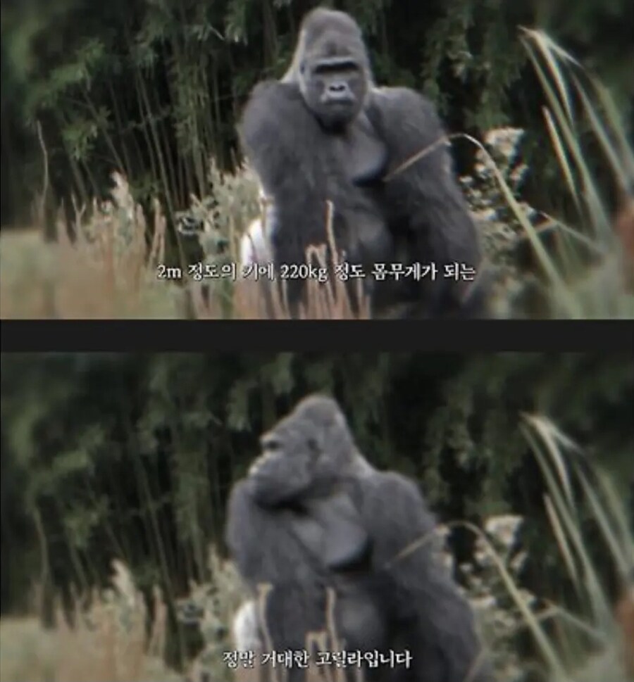 추성훈에게 최면을 거는 방송 ㅋㅋㅋㅋ_1.jpg