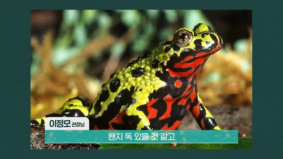 전 세계 개구리를 학살한 K-개구리_2.png