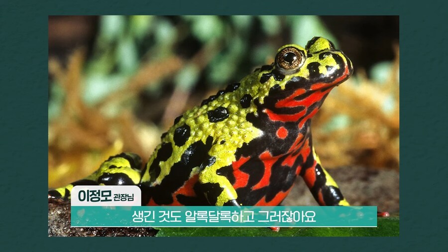 전 세계 개구리를 학살한 K-개구리_3.png