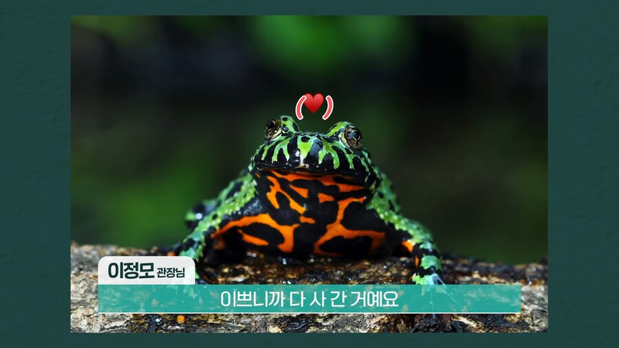 전 세계 개구리를 학살한 K-개구리_7.png