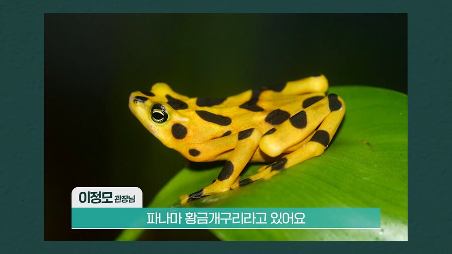 전 세계 개구리를 학살한 K-개구리_11.png
