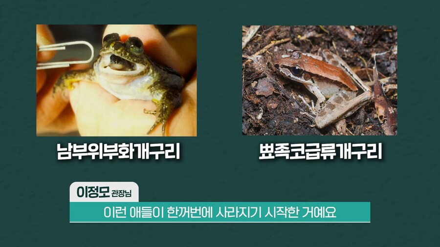 전 세계 개구리를 학살한 K-개구리_12.png