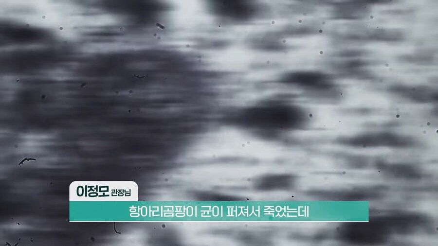 전 세계 개구리를 학살한 K-개구리_15.png